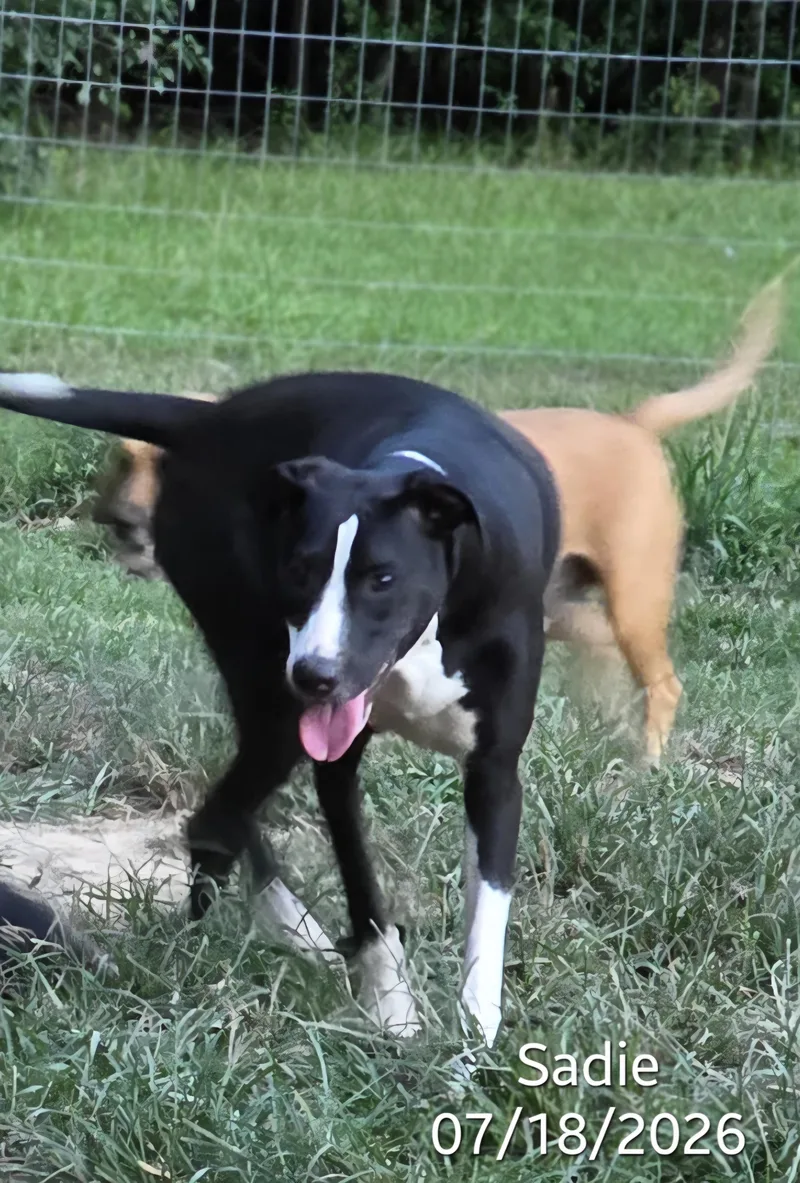 Sadie thumbnail 6