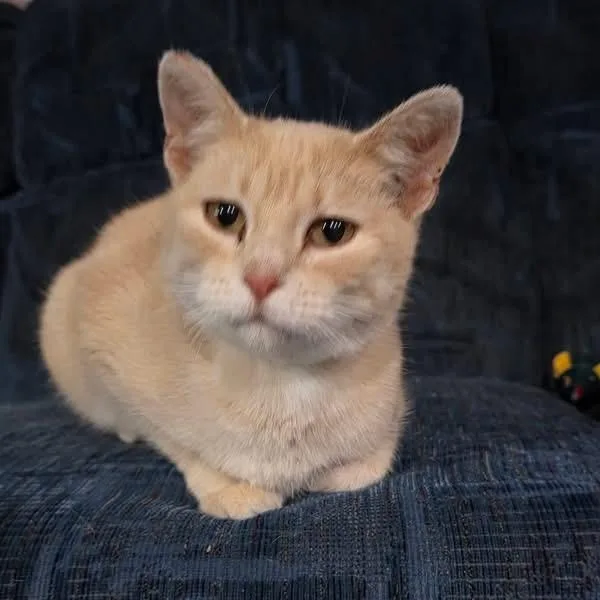 A young medium-sized female Buff / Tan / Fawn Domestic Short Hair cat named Christa C for adoption in Princeton, MN