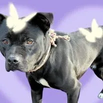 Starsky & Hutch thumbnail 2