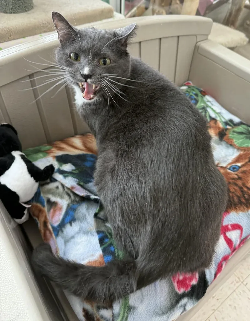 Thomas O'malley thumbnail 2