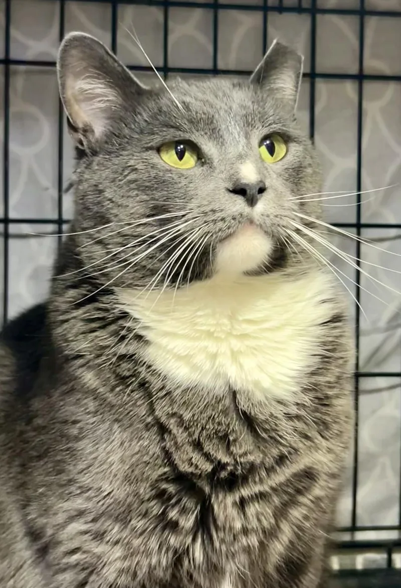 Thomas O'malley thumbnail 3