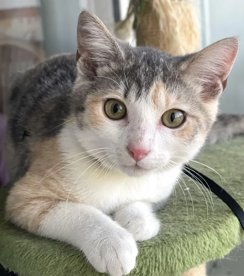 A baby medium-sized female Dilute Calico Domestic Short Hair cat named Sheshe for adoption in Lauderhill, FL