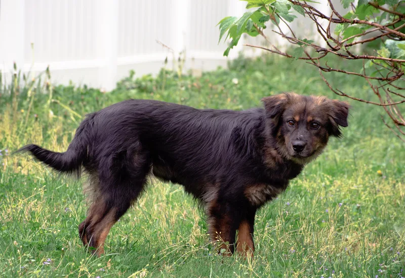An adult medium-sized female Australian Shepherd dog named Aurora for adoption in Salisbury, MD