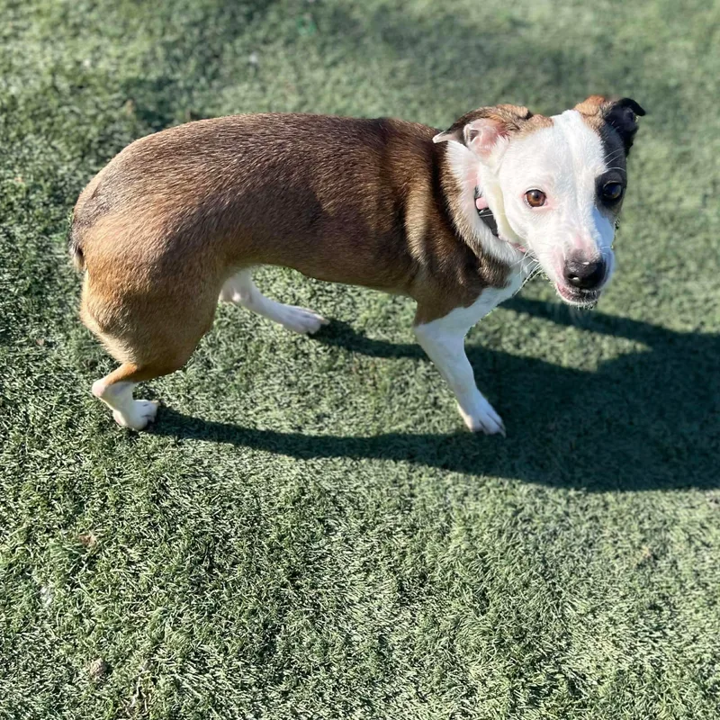 A young small-sized female Golden Corgi dog named Sassy for adoption in Center Point, TX