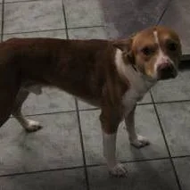 An adult medium-sized male Brown / Chocolate Pit Bull Terrier dog named Paul for adoption in Weatherford, TX