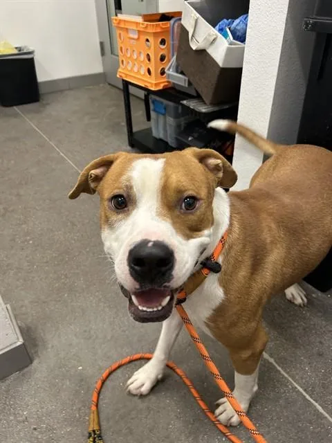 A young medium-sized male Pit Bull Terrier dog named Milo for adoption in Mesa, AZ