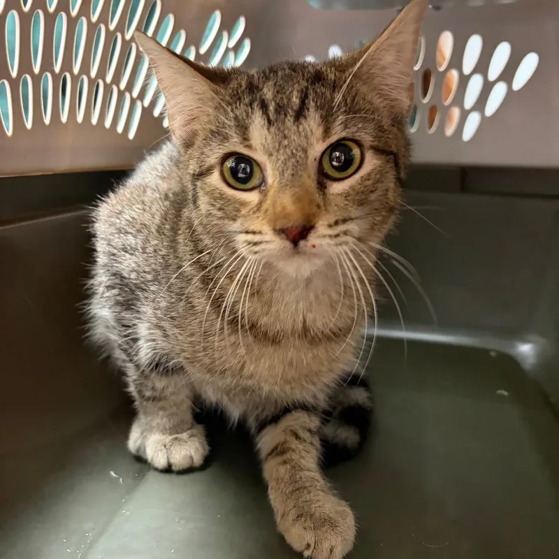 A young small-sized female Domestic Short Hair cat named Feral Lady for adoption in Red House, WV