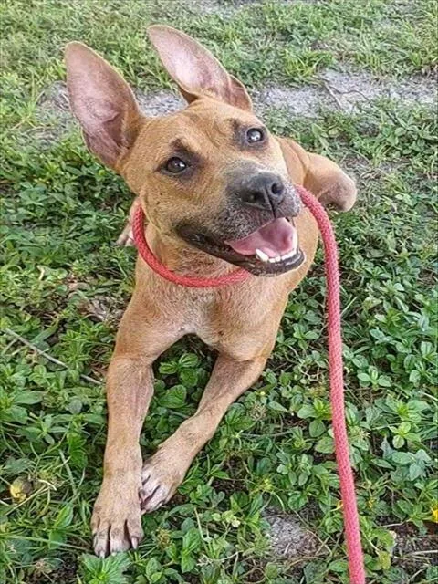 A young large-sized female American Staffordshire Terrier dog named Salma for adoption in Fort Lauderdale, FL