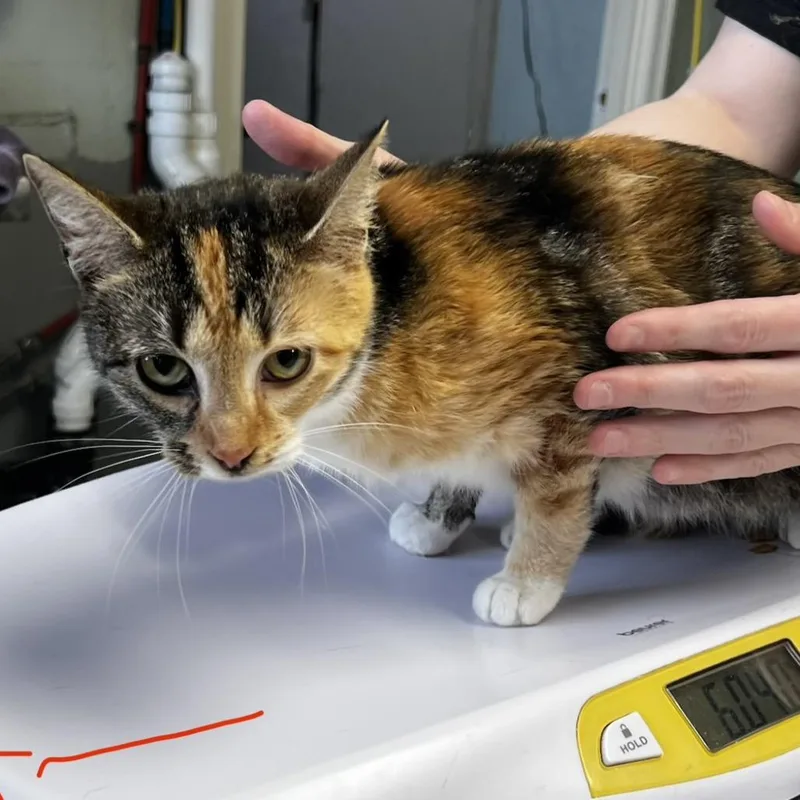 Partridge thumbnail 2