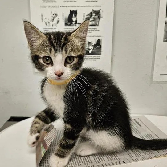 A baby small-sized male Brown / Chocolate Domestic Short Hair cat named Sub for adoption in Jacksonville, FL