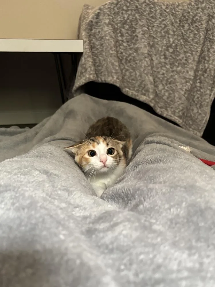 A baby small-sized female Orange & White Domestic Short Hair cat named Caloway for adoption in Elmsford, NY