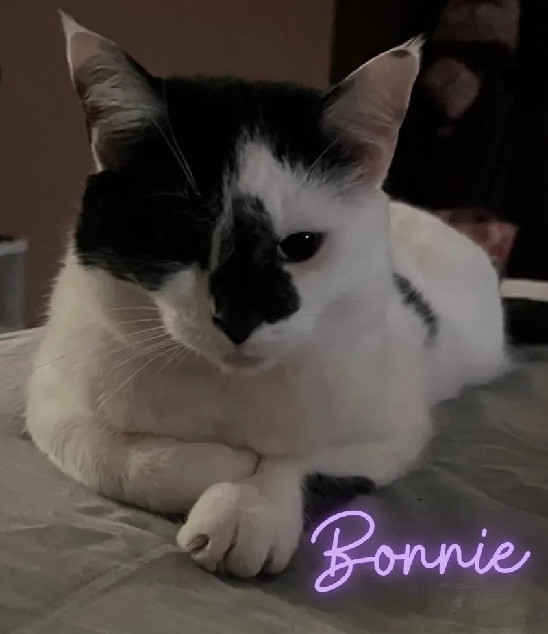 Bonnie thumbnail 3