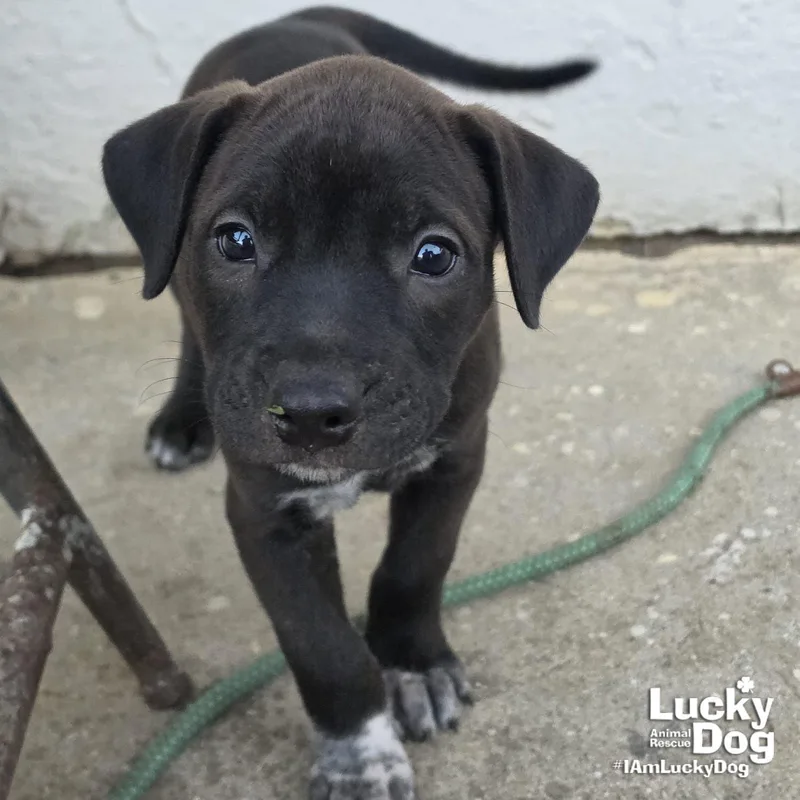 A baby large-sized female Labrador Retriever dog named Selene for adoption in Washington, DC