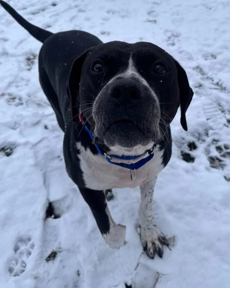 Johnny Cash thumbnail 4