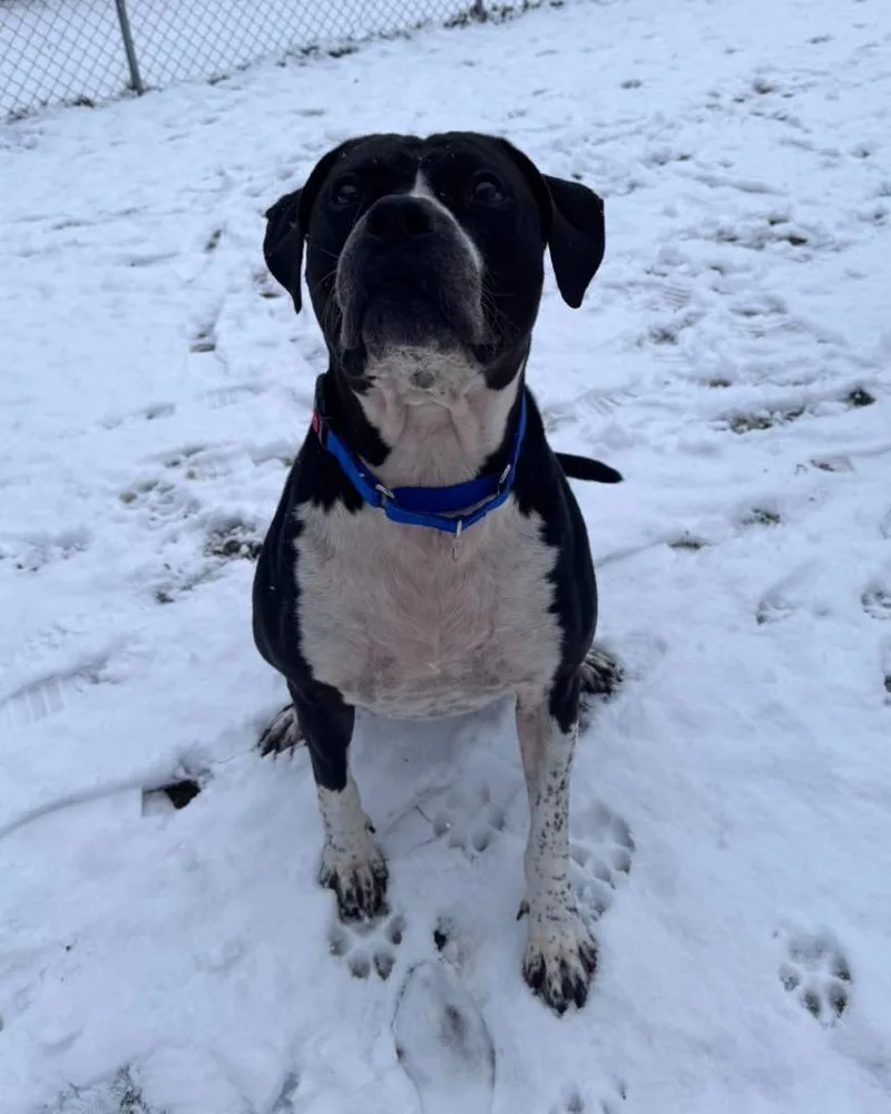 Johnny Cash thumbnail 5