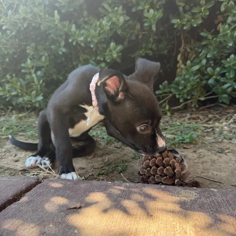 A baby medium-sized female Pit Bull Terrier dog named Cookie for adoption in Aledo, TX