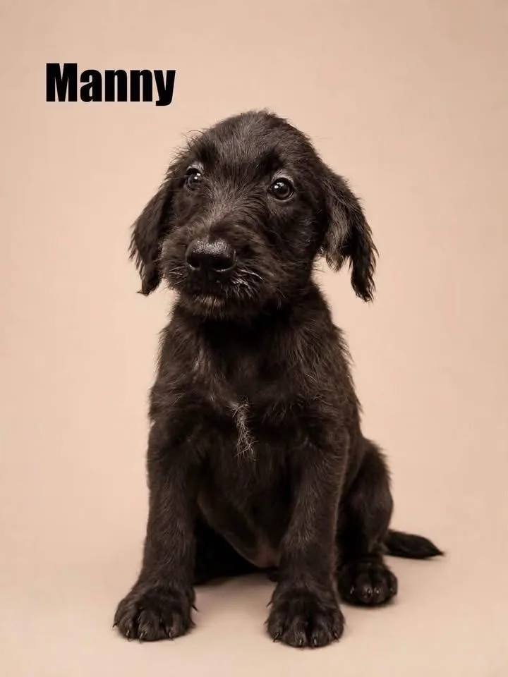 Manny
