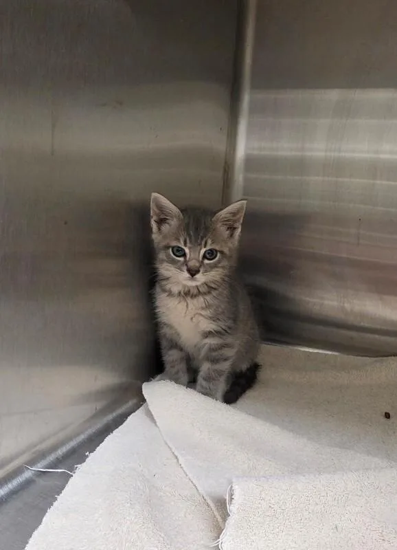 A young medium-sized male Tabby cat named Sarge for adoption in Bluffton, IN