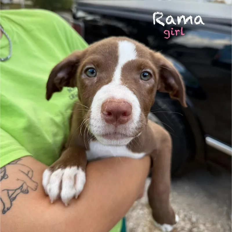 Rama