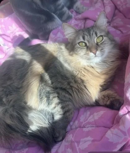 A young medium-sized female Tabby (Gray / Blue / Silver) Domestic Long Hair cat named Kumo for adoption in Warr Acres, OK