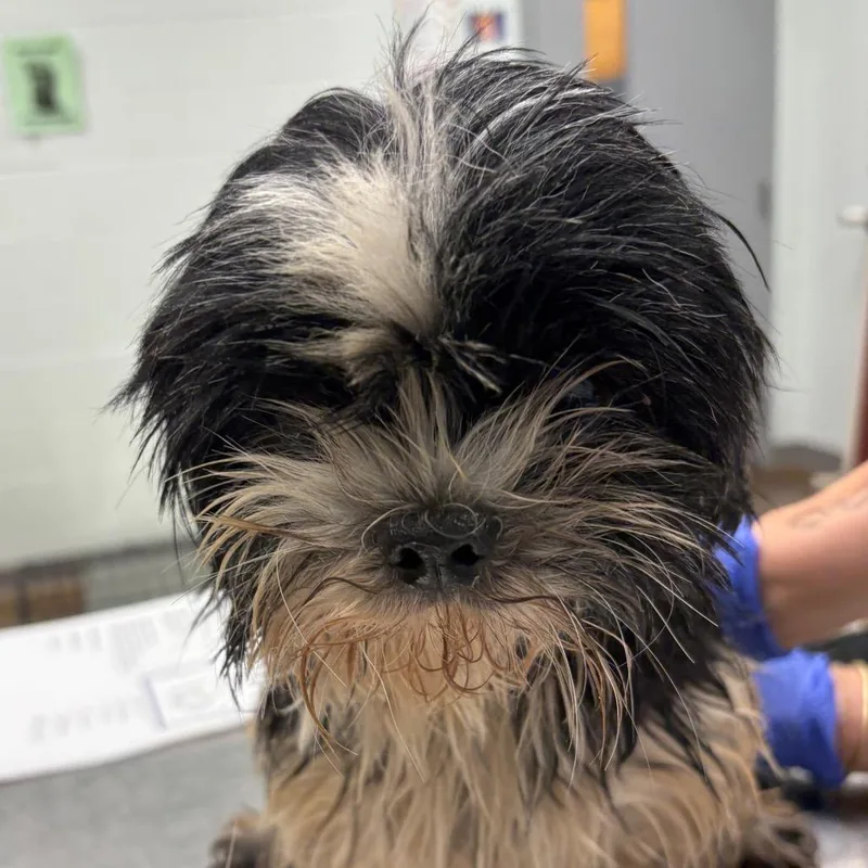 A senior small-sized female Shih Tzu dog named Monnie for adoption in Chattanooga, TN