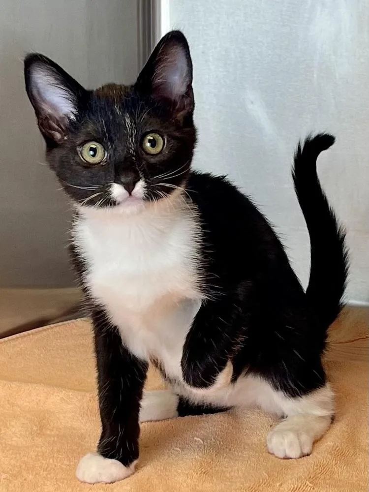 A baby small-sized male Black & White / Tuxedo Domestic Short Hair cat named Pluto for adoption in Jamestown, CA