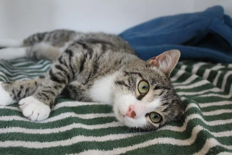 A baby medium-sized female Tabby (Buff / Tan / Fawn) Domestic Short Hair cat named Dragon Fruit for adoption in Chestertown, MD