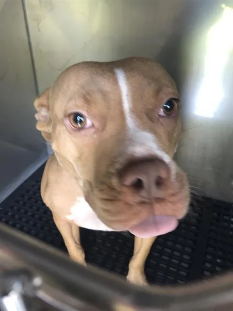 A young medium-sized female Mixed Breed dog named Dory for adoption in Dallas, TX