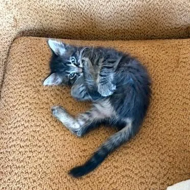 A baby medium-sized male Black Domestic Medium Hair cat named Jude for adoption in Long Beach, WA