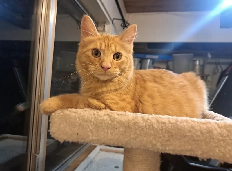 A baby large-sized male Tabby cat named Bruno for adoption in Bellingham, WA