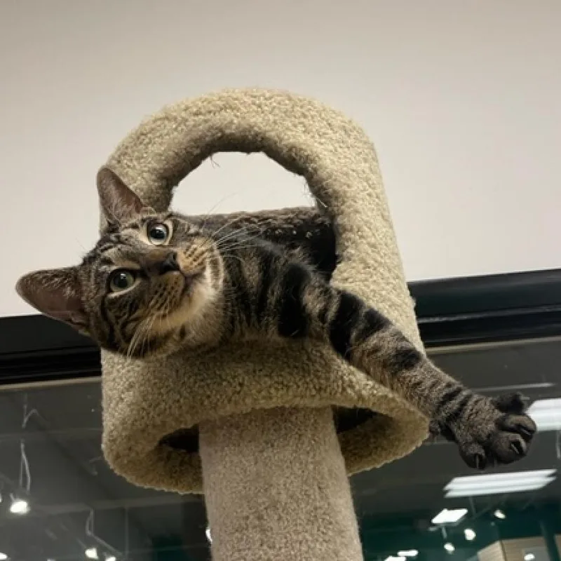 An adult medium-sized male Domestic Short Hair cat named Dale for adoption in Stokesdale, NC