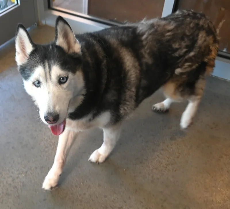 An adult large-sized female Black Husky dog named 22773 for adoption in Broken Arrow, OK