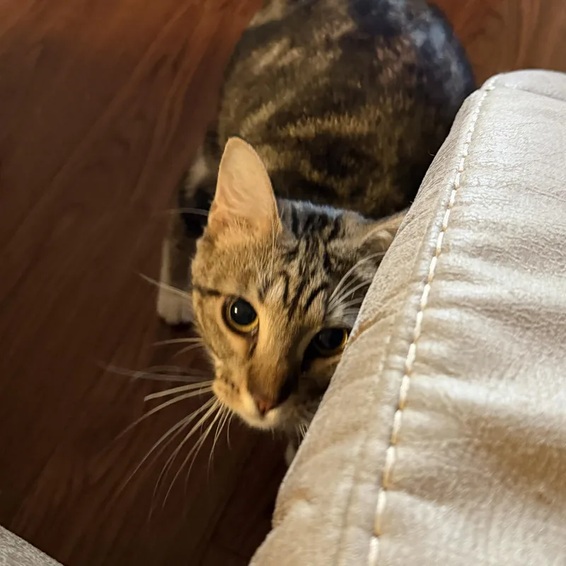 A young medium-sized female Tabby (Brown / Chocolate) Domestic Short Hair cat named Leah for adoption in Liverpool, TX