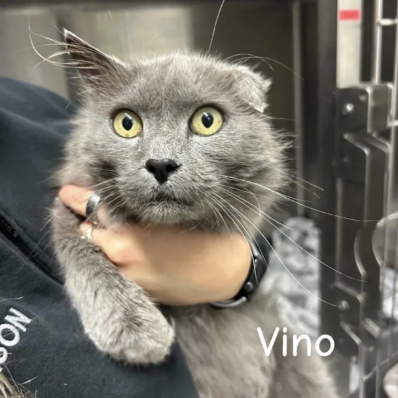 Vino
