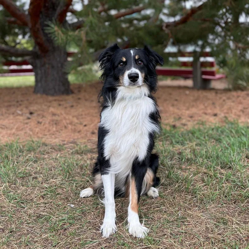 An adult medium-sized male Australian Shepherd dog named Bryson aka Bear for adoption in Ada, MN