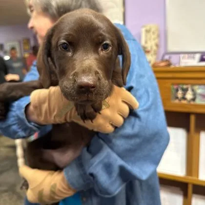 A young medium-sized female Brown / Chocolate Mixed Breed dog named Twix for adoption in Lansing, MI