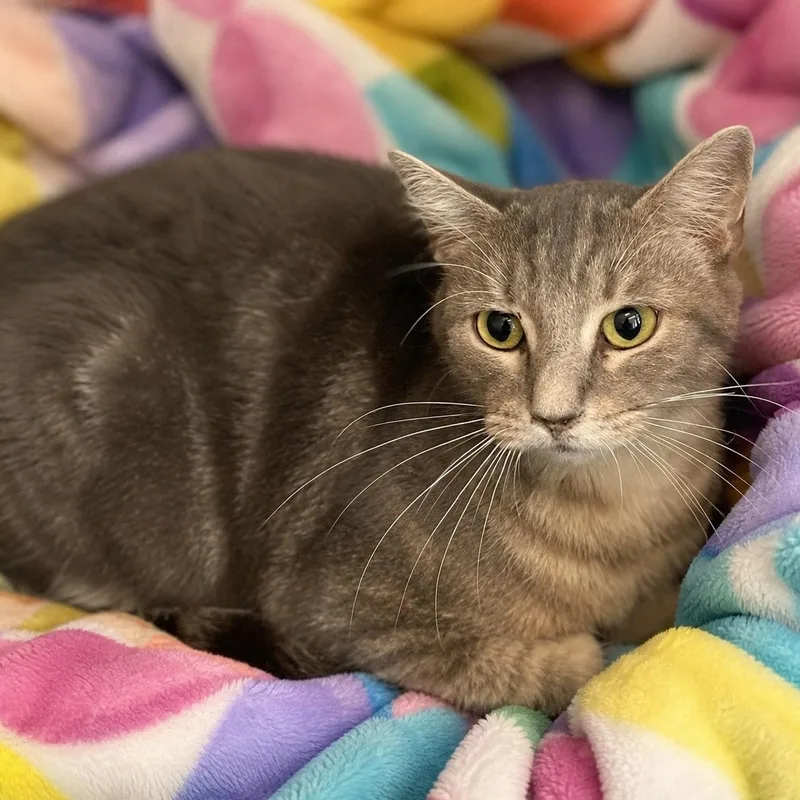 An adult medium-sized female Tabby (Gray / Blue / Silver) Domestic Short Hair cat named Widget for adoption in Stafford, VA