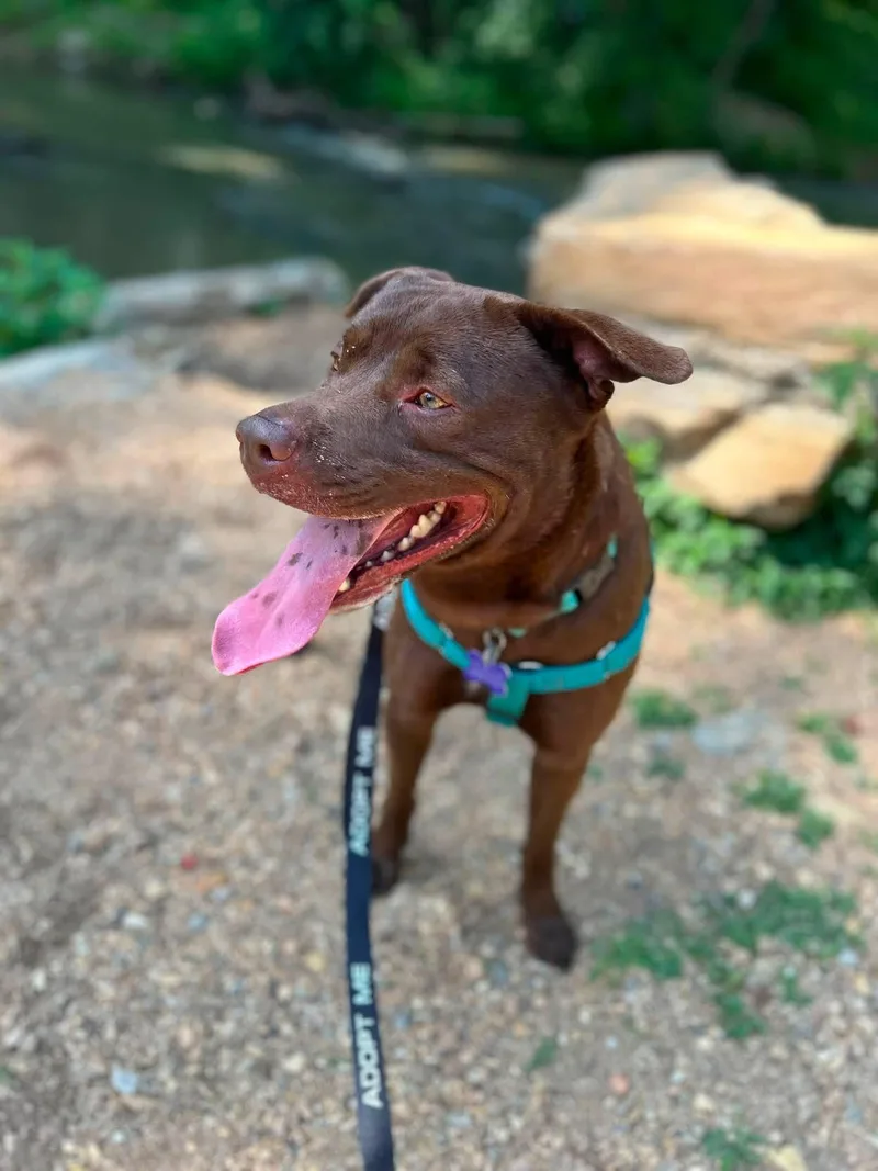 An adult large-sized male Pit Bull Terrier dog named Bourbon for adoption in Marshall, NC