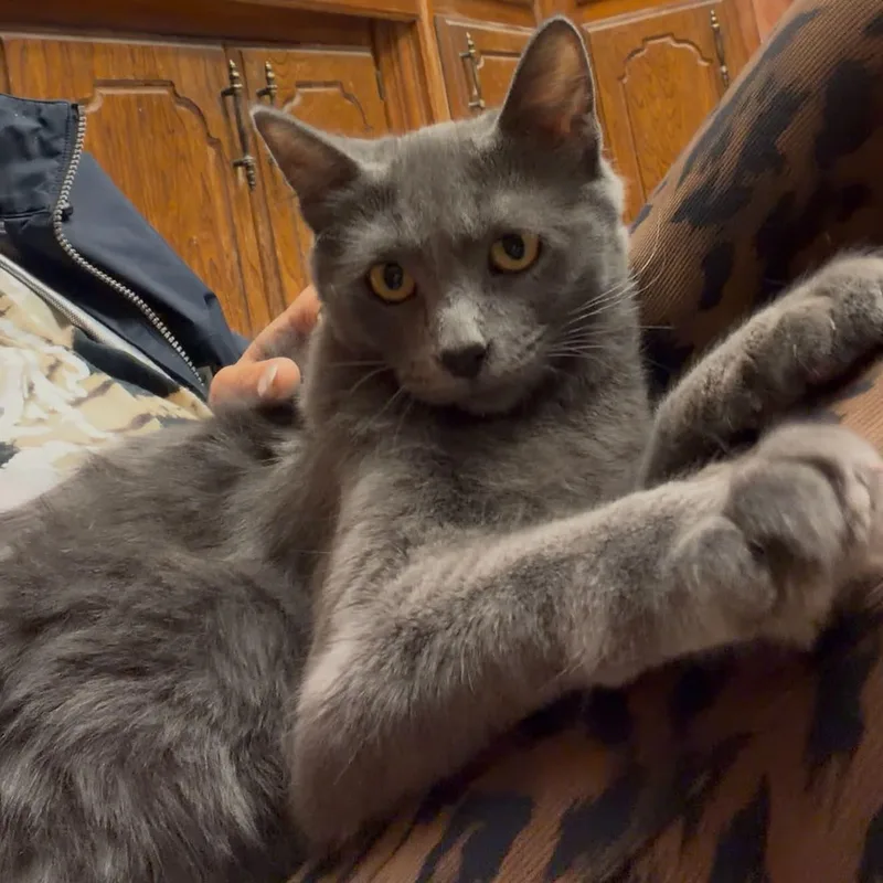 A baby medium-sized male Domestic Medium Hair cat named Timothy James for adoption in Oklahoma City, OK