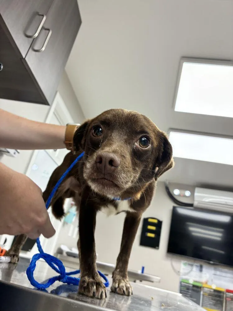 A young small-sized male Terrier dog named Coconut for adoption in Marietta, GA
