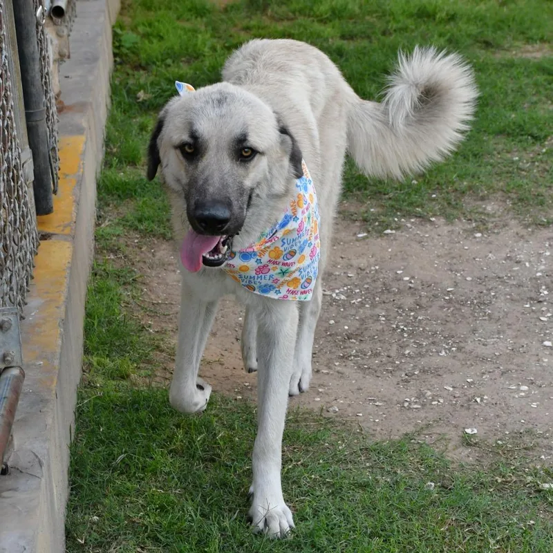 An adult large-sized male White / Cream Afghan Hound dog named Gossamer for adoption in Beaumont, TX