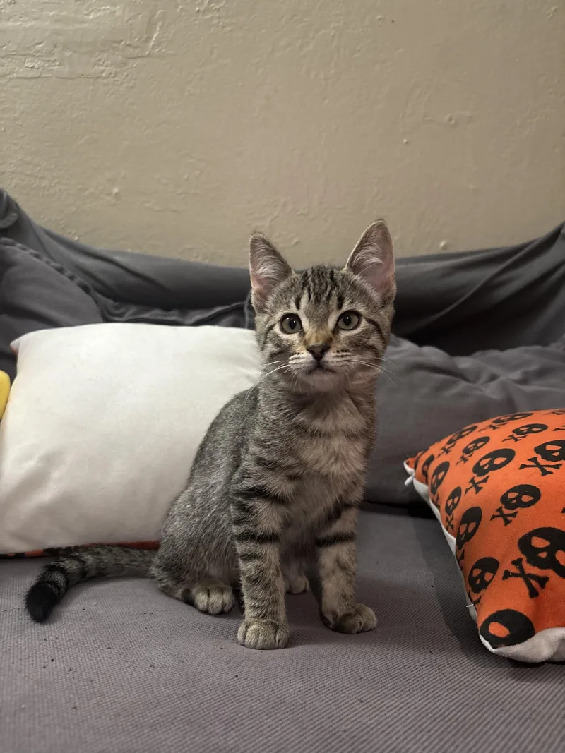 A baby small-sized female Tabby (Brown / Chocolate) Domestic Short Hair cat named Lux for adoption in Davis, CA