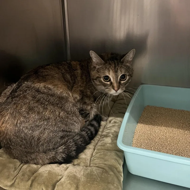 A young medium-sized female Torbie Domestic Short Hair cat named Opaline for adoption in Las Vegas, NV