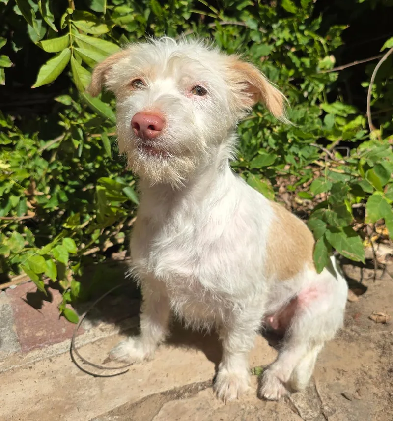 A young small-sized male White / Cream West Highland White Terrier / Westie dog named Fabulously FUN Lil Mr for adoption in Albuquerque, NM