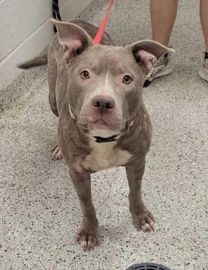 An adult large-sized female Yellow / Tan / Blond / Fawn Pit Bull Terrier dog named Delly for adoption in Kansas City, MO