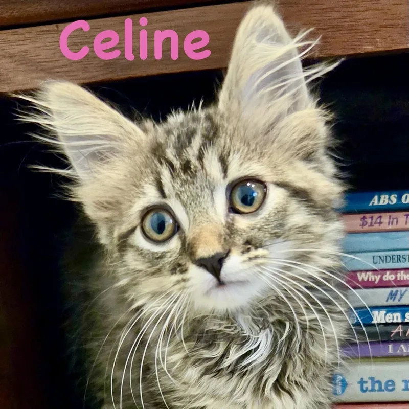 A baby medium-sized female Domestic Long Hair cat named Celine for adoption in Reston, VA