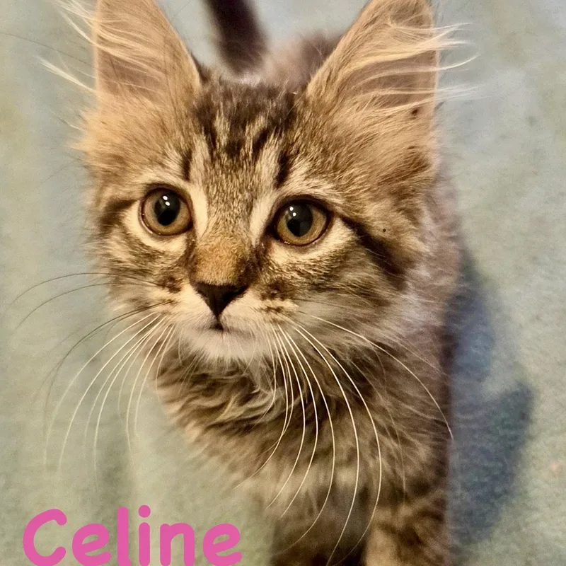 Celine thumbnail 3