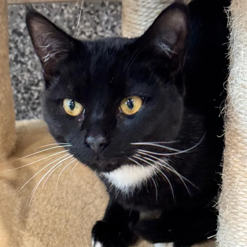 An adult large-sized male Domestic Short Hair cat named Frankfort for adoption in Cumming, GA
