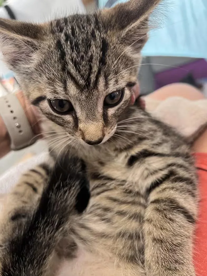 A baby medium-sized male Tabby (Brown / Chocolate) Domestic Short Hair cat named Nutmeg for adoption in Findlay, OH