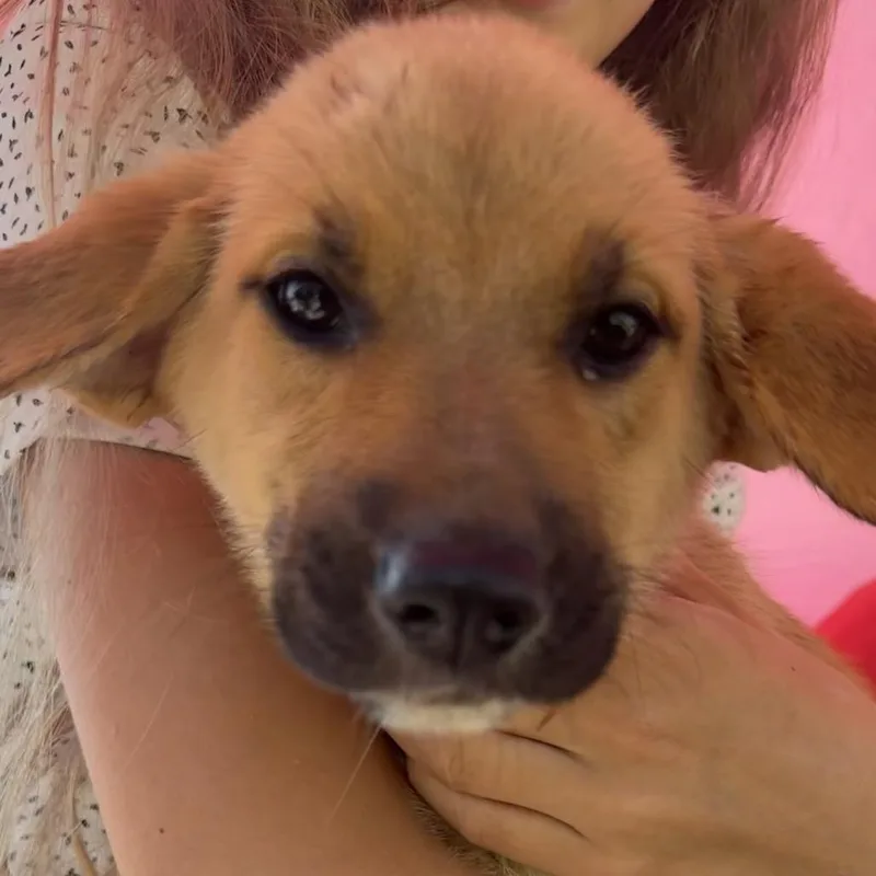 A baby medium-sized male Belgian Shepherd / Malinois dog named Beau for adoption in Duck River, TN